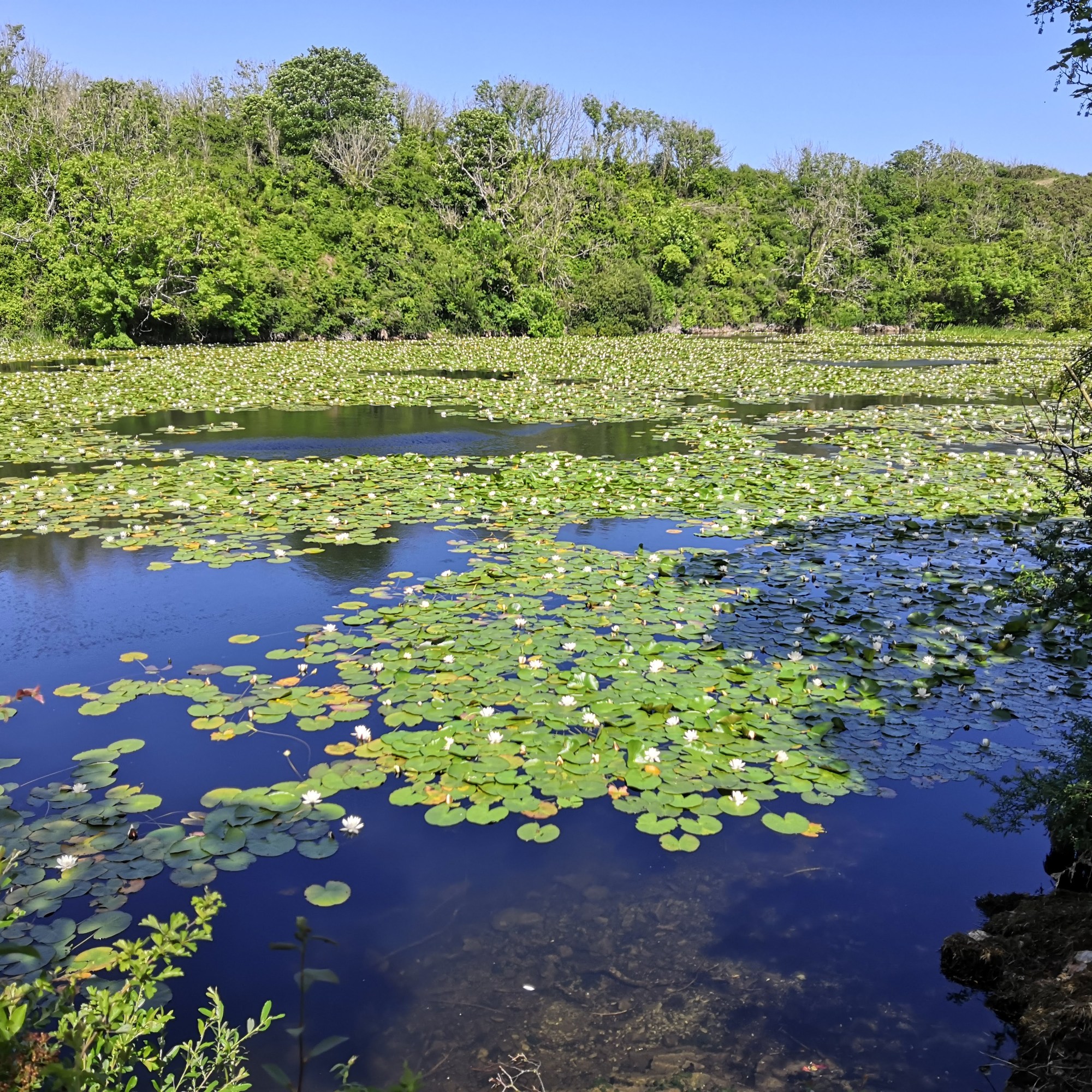 Stackpole - Bosherston Lily ponds